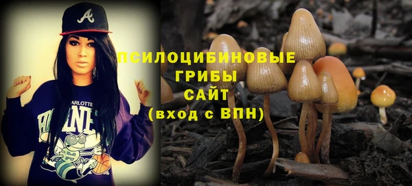 индика Ельня